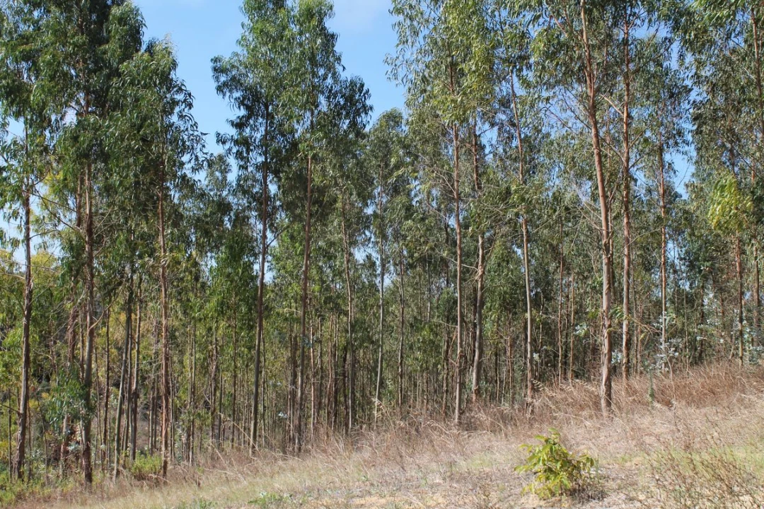 Terreno para Venda em Vale do Paraiso Foto 4