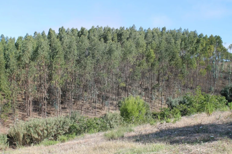 Terreno para Venda em Vale do Paraiso Foto 1