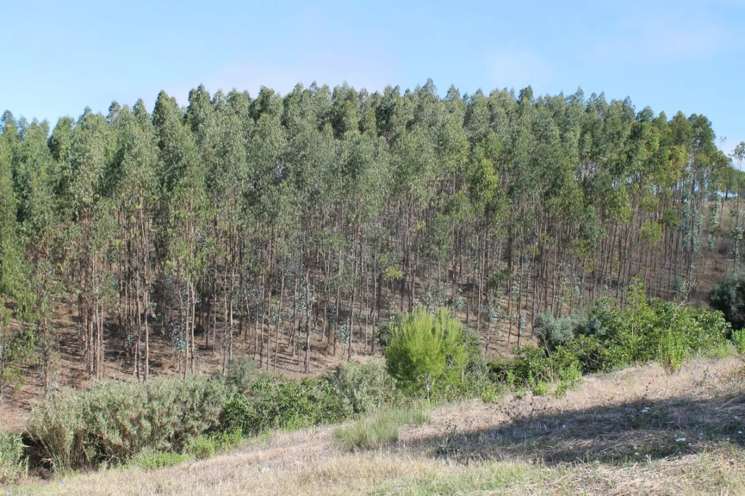 Terreno para Venda em Vale do Paraiso Foto 1