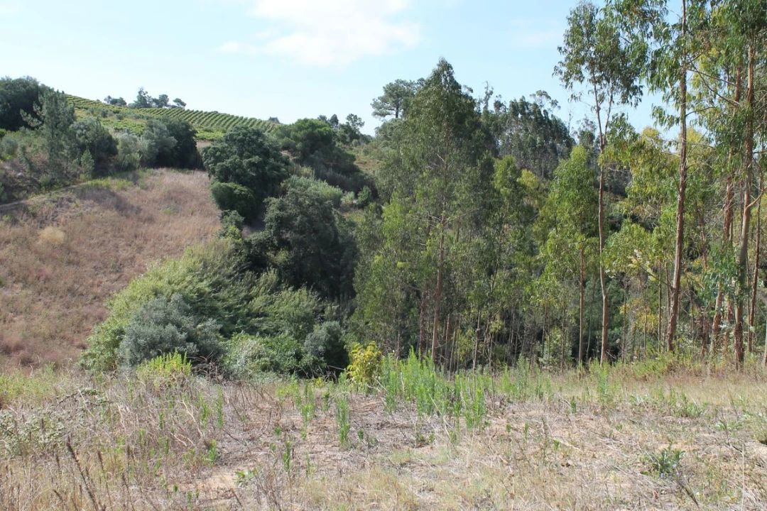 Terreno para Venda em Vale do Paraiso Foto 3