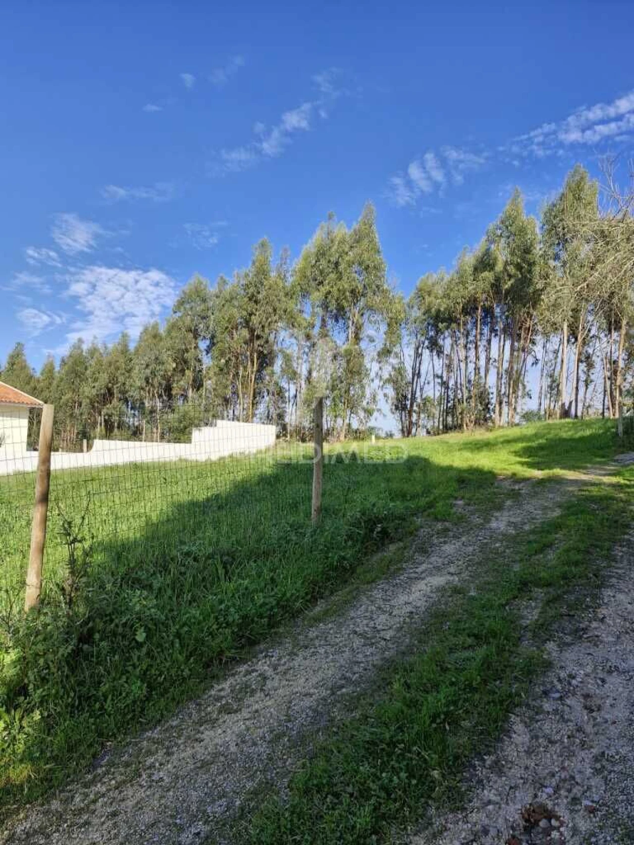 Terreno para Venda em Tornada e Salir do Porto Foto 4
