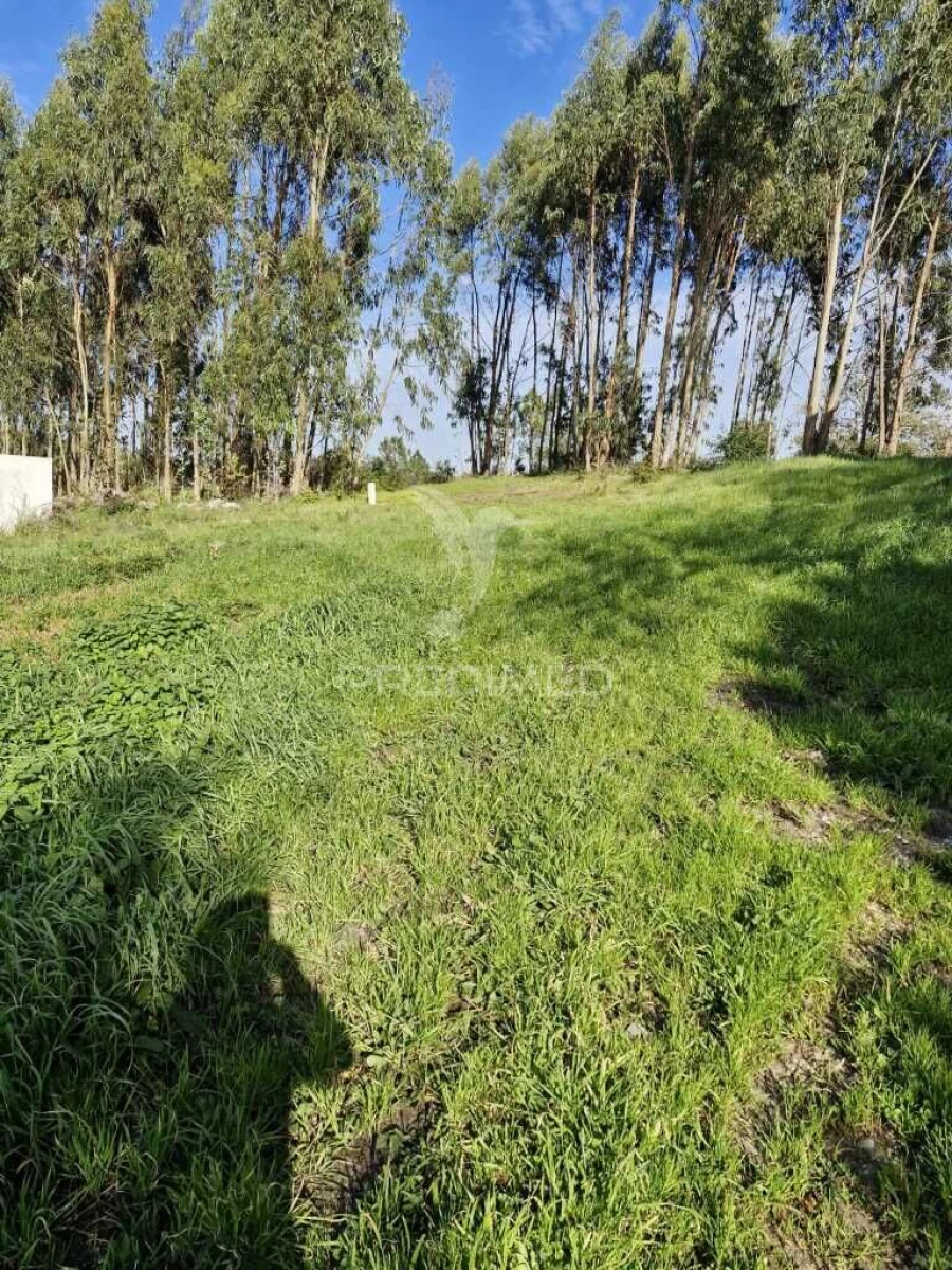 Terreno para Venda em Tornada e Salir do Porto Foto 1