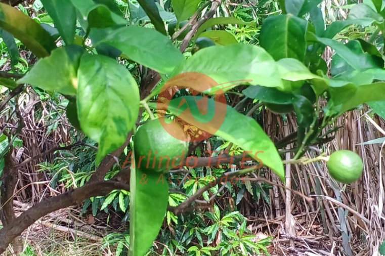 Moradia T2 para Venda em Santo Antão Foto 11