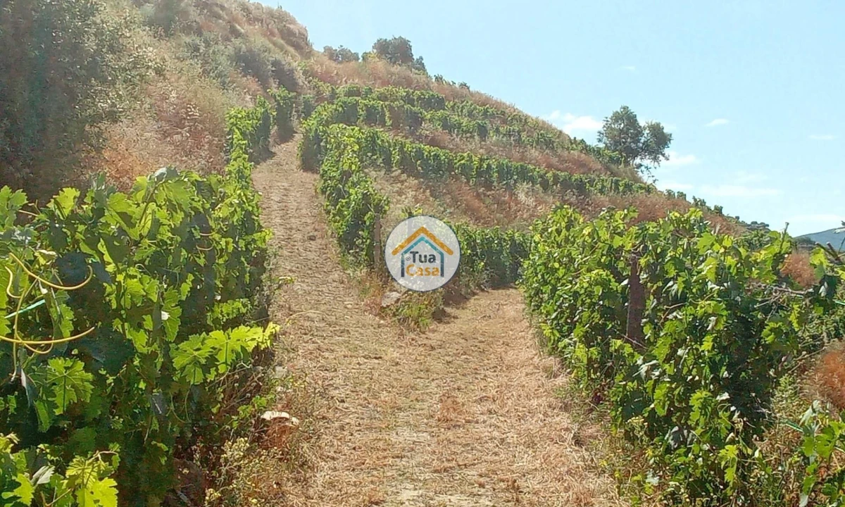 Terreno para Venda em Ervedosa do Douro Foto 13