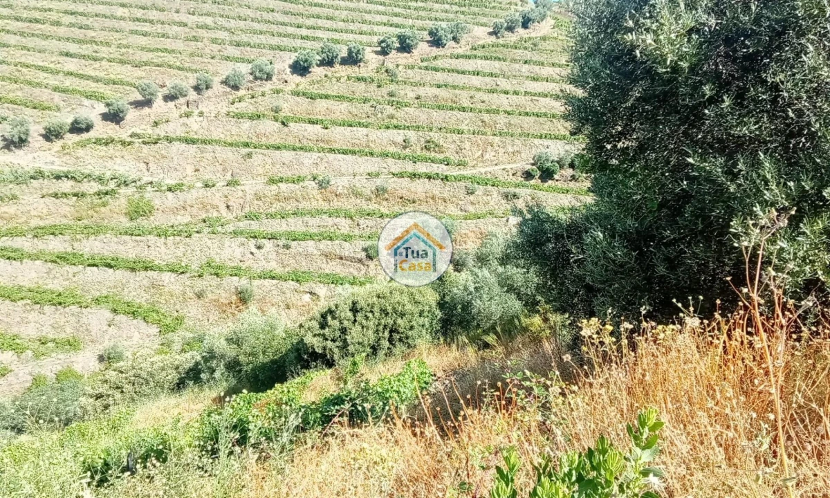 Terreno para Venda em Ervedosa do Douro Foto 5