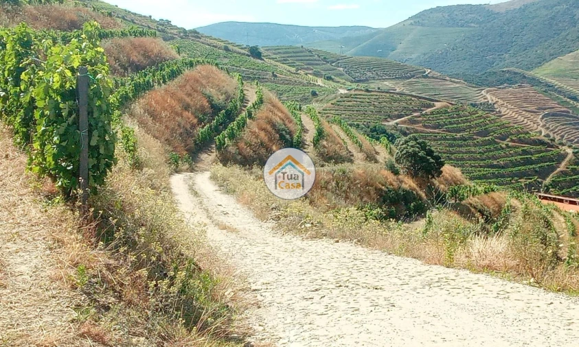 Terreno para Venda em Ervedosa do Douro Foto 10