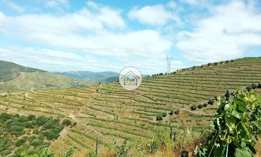 Terreno para Venda em Ervedosa do Douro Foto 1
