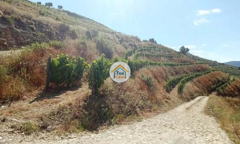 Terreno para Venda em Ervedosa do Douro Foto 16