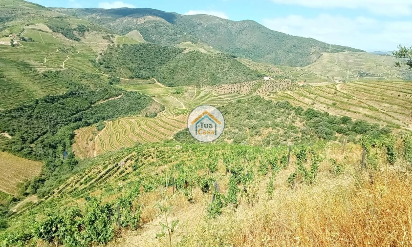 Terreno para Venda em Ervedosa do Douro Foto 17