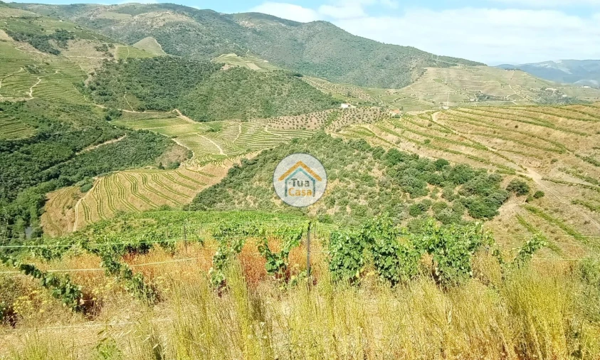 Terreno para Venda em Ervedosa do Douro Foto 2