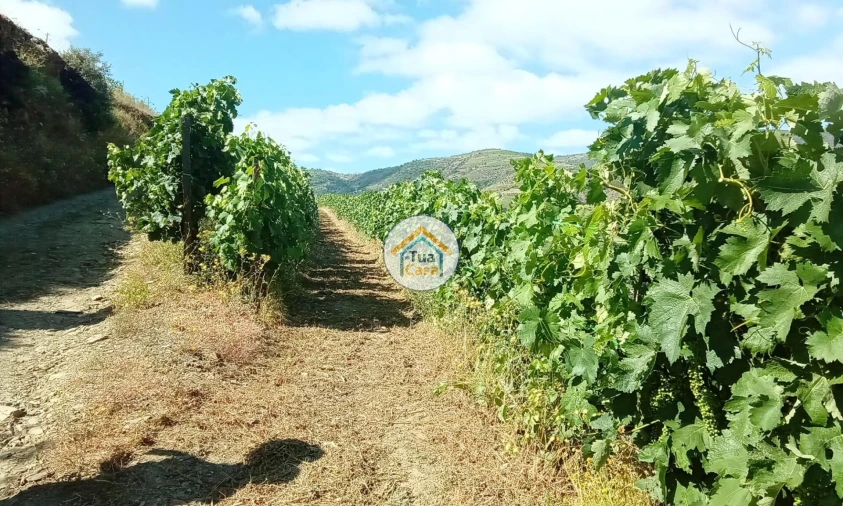 Terreno para Venda em Ervedosa do Douro Foto 3