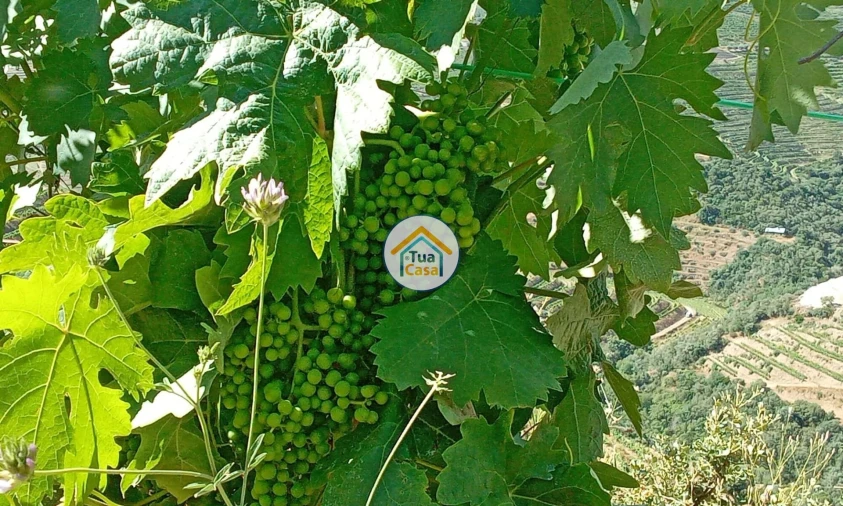 Terreno para Venda em Ervedosa do Douro Foto 15