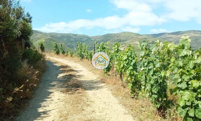 Terreno para Venda em Ervedosa do Douro Foto 6