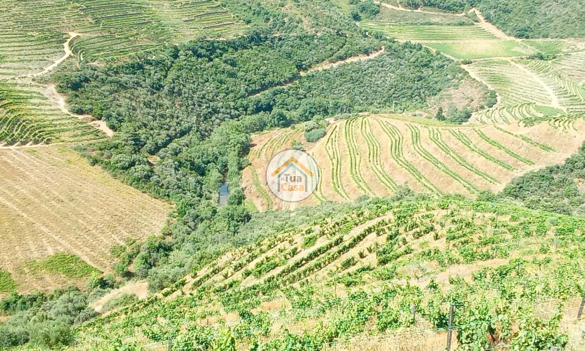 Terreno para Venda em Ervedosa do Douro Foto 9