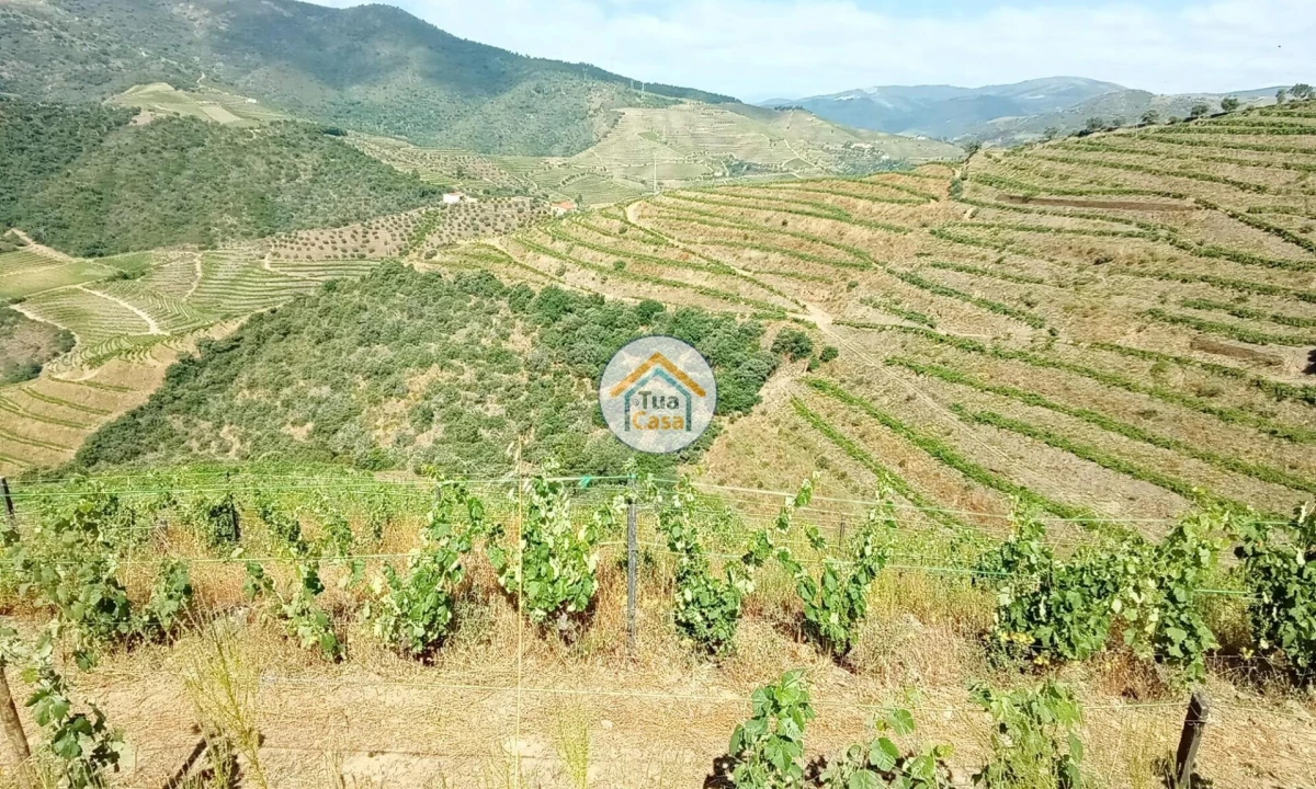 Terreno para Venda em Ervedosa do Douro Foto 8
