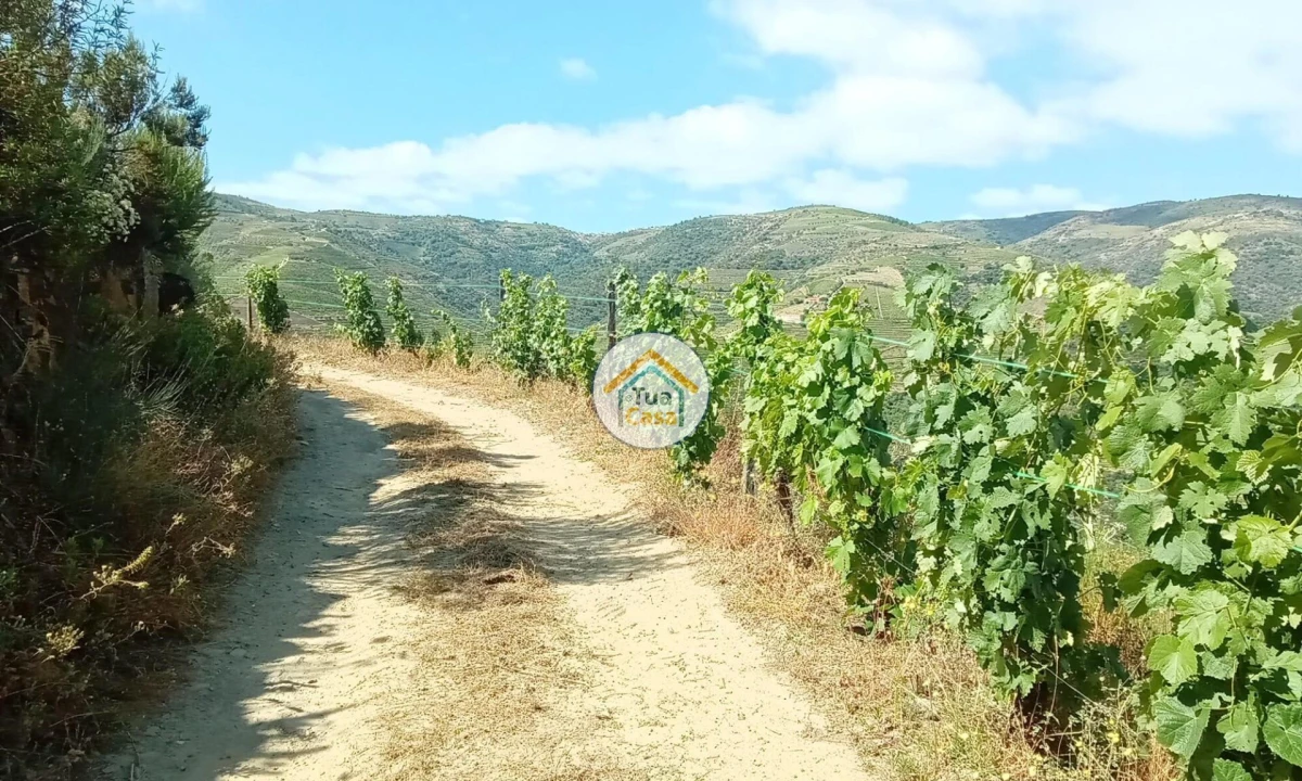 Terreno para Venda em Ervedosa do Douro Foto 6