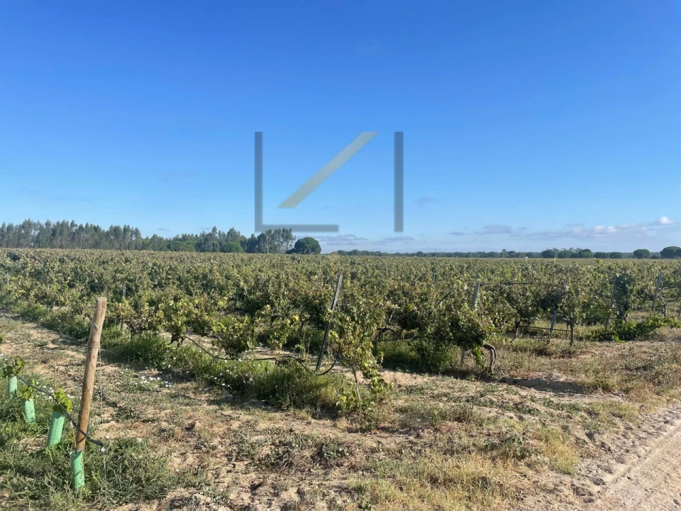 Terreno Agricola ou Rústico para Venda em Poceirão e Marateca Foto 5
