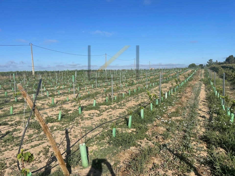 Terreno Agricola ou Rústico para Venda em Poceirão e Marateca Foto 6