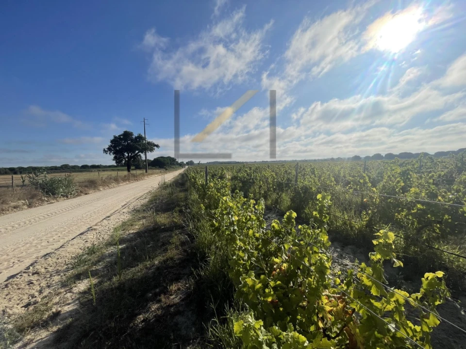 Terreno Agricola ou Rústico para Venda em Poceirão e Marateca Foto 10