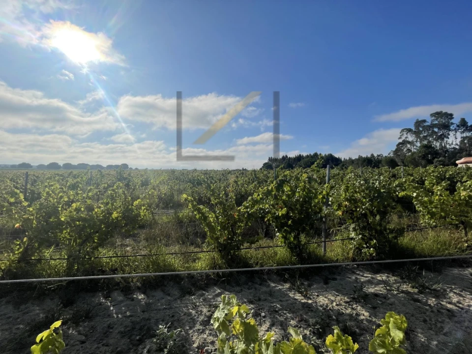 Terreno Agricola ou Rústico para Venda em Poceirão e Marateca Foto 11