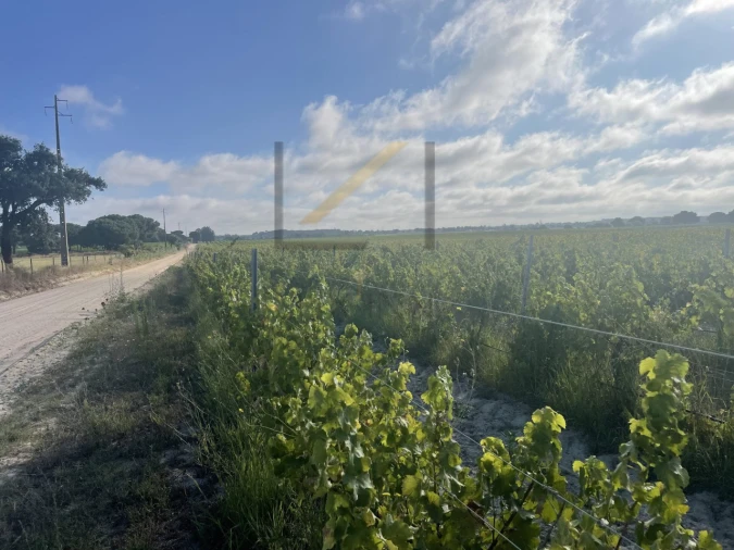 Terreno Agricola ou Rústico para Venda em Poceirão e Marateca Foto 12