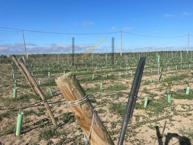 Terreno Agricola ou Rústico para Venda em Poceirão e Marateca Foto 14