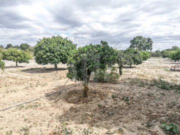 Quinta T7 para Venda em Grândola e Santa Margarida da Serra