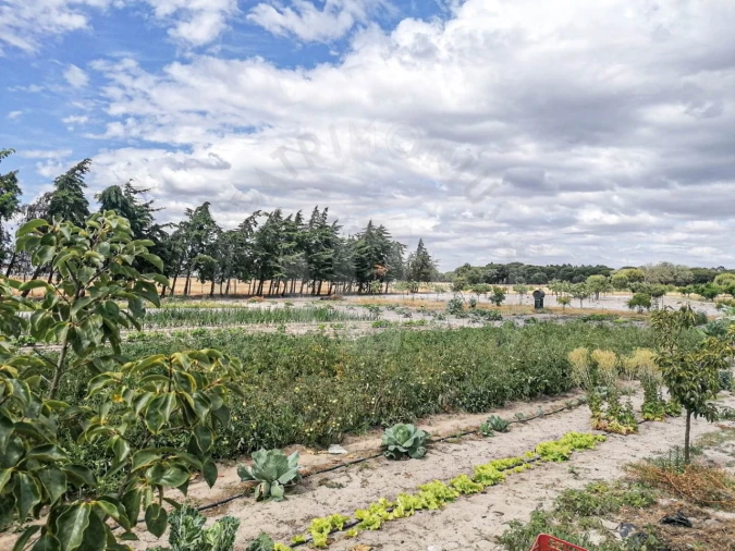 Quinta T7 para Venda em Grândola e Santa Margarida da Serra Foto 8