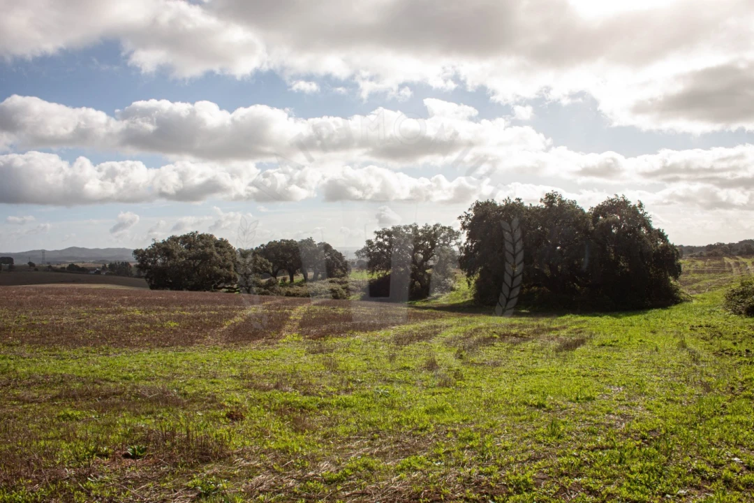 Terreno Agricola ou Rústico para Venda em São Luis Foto 9