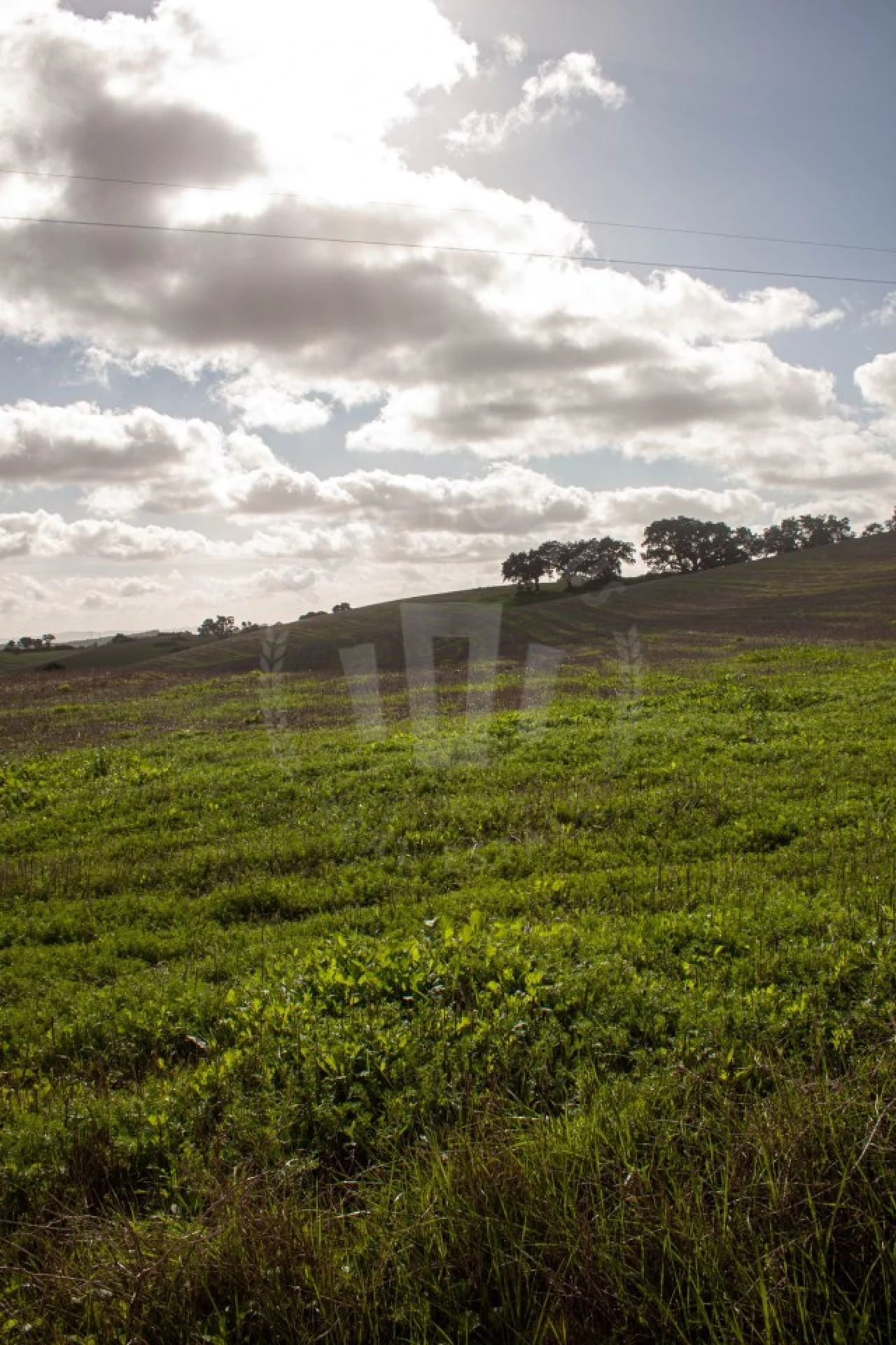 Terreno Agricola ou Rústico para Venda em São Luis Foto 16