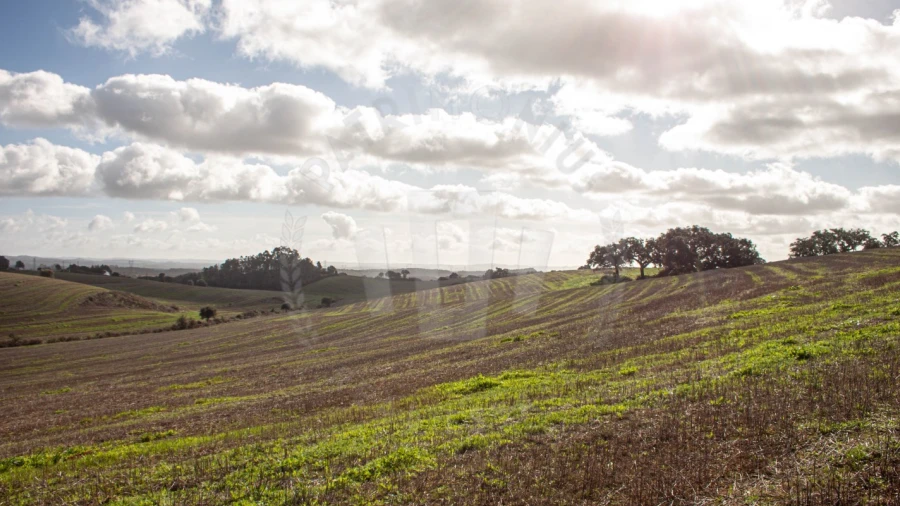 Terreno Agricola ou Rústico para Venda em São Luis