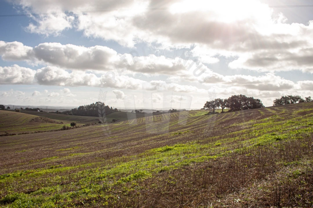 Terreno Agricola ou Rústico para Venda em Cercal Foto 9