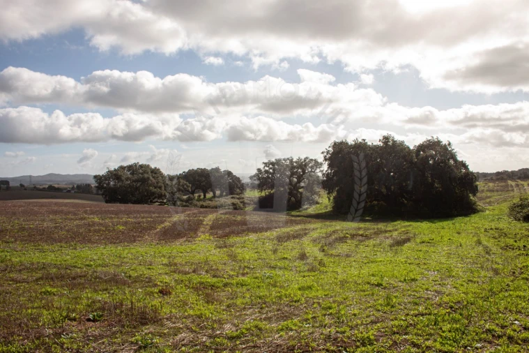 Terreno Agricola ou Rústico para Venda em Cercal Foto 4