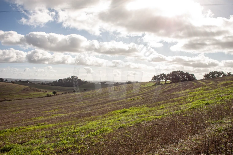 Terreno Agricola ou Rústico para Venda em Cercal Foto 9