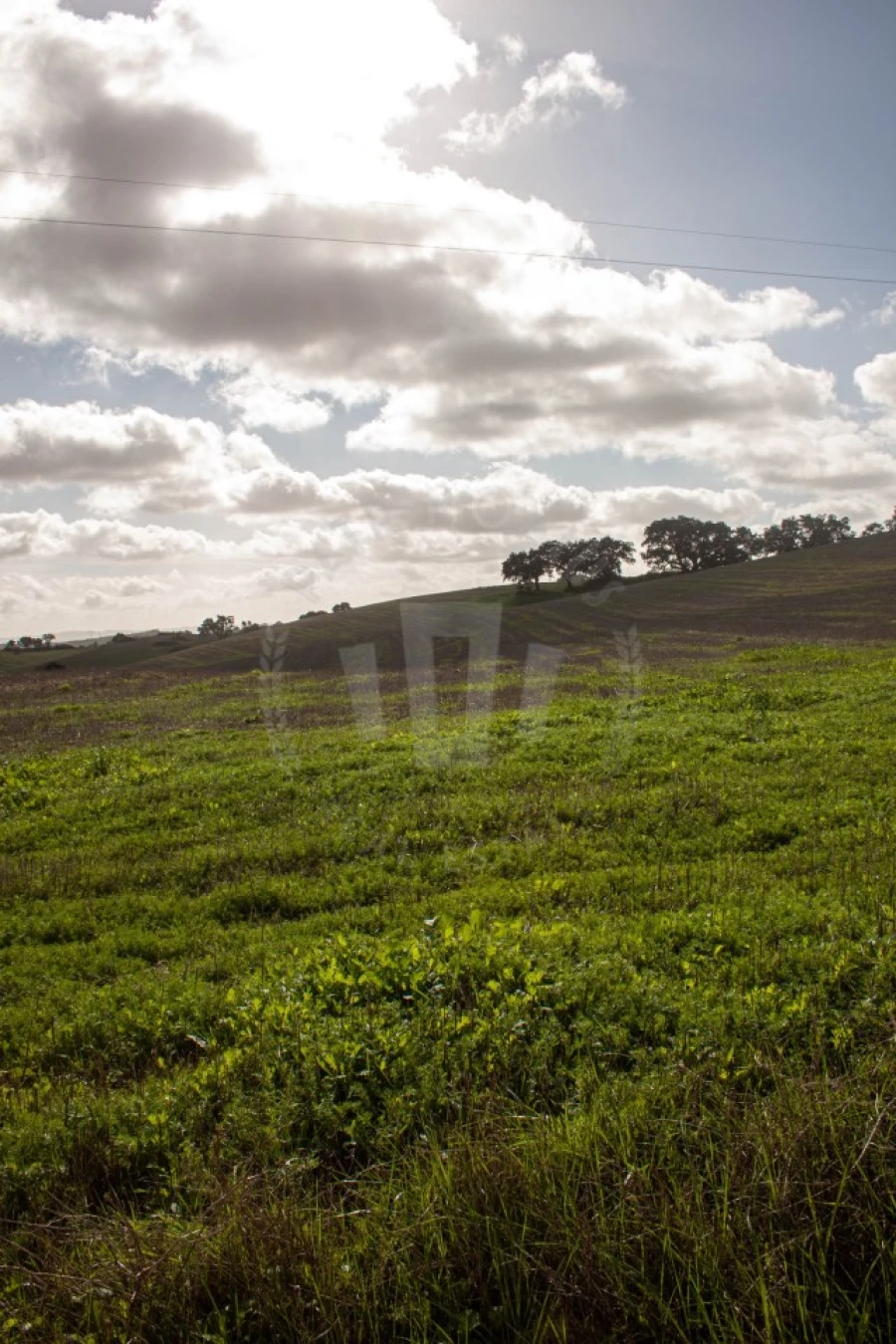 Terreno Agricola ou Rústico para Venda em Cercal Foto 10