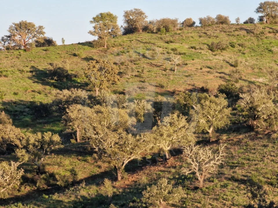 Quinta para Venda em Santa Cruz Foto 17