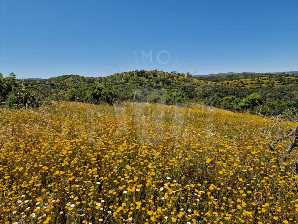 Quinta para Venda em Santa Cruz Foto 31