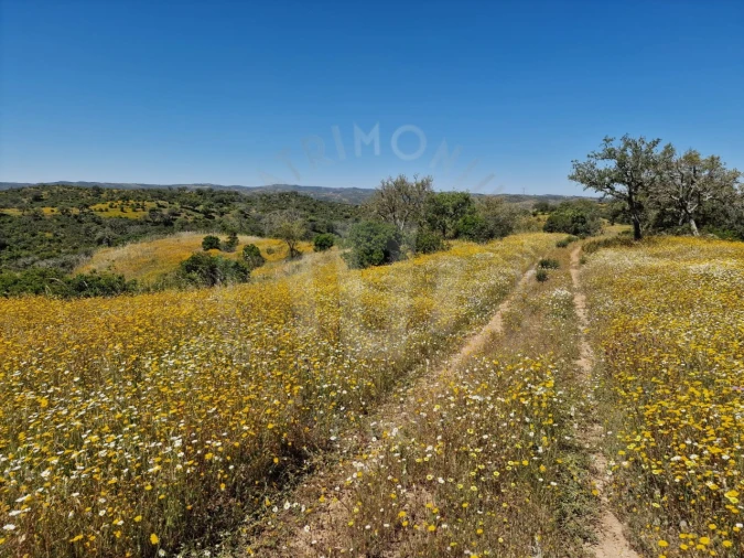 Quinta para Venda em Santa Cruz