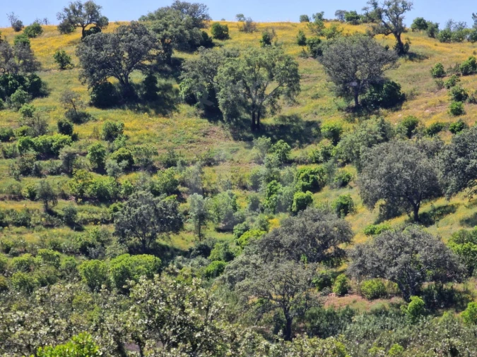Quinta para Venda em Santa Cruz Foto 29