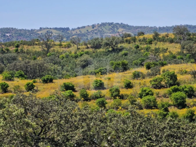 Quinta para Venda em Santa Cruz Foto 33