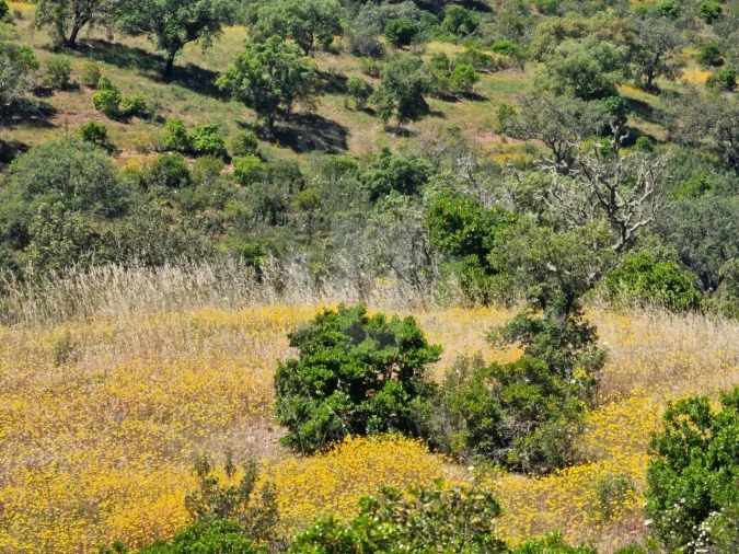 Quinta para Venda em Santa Cruz Foto 35