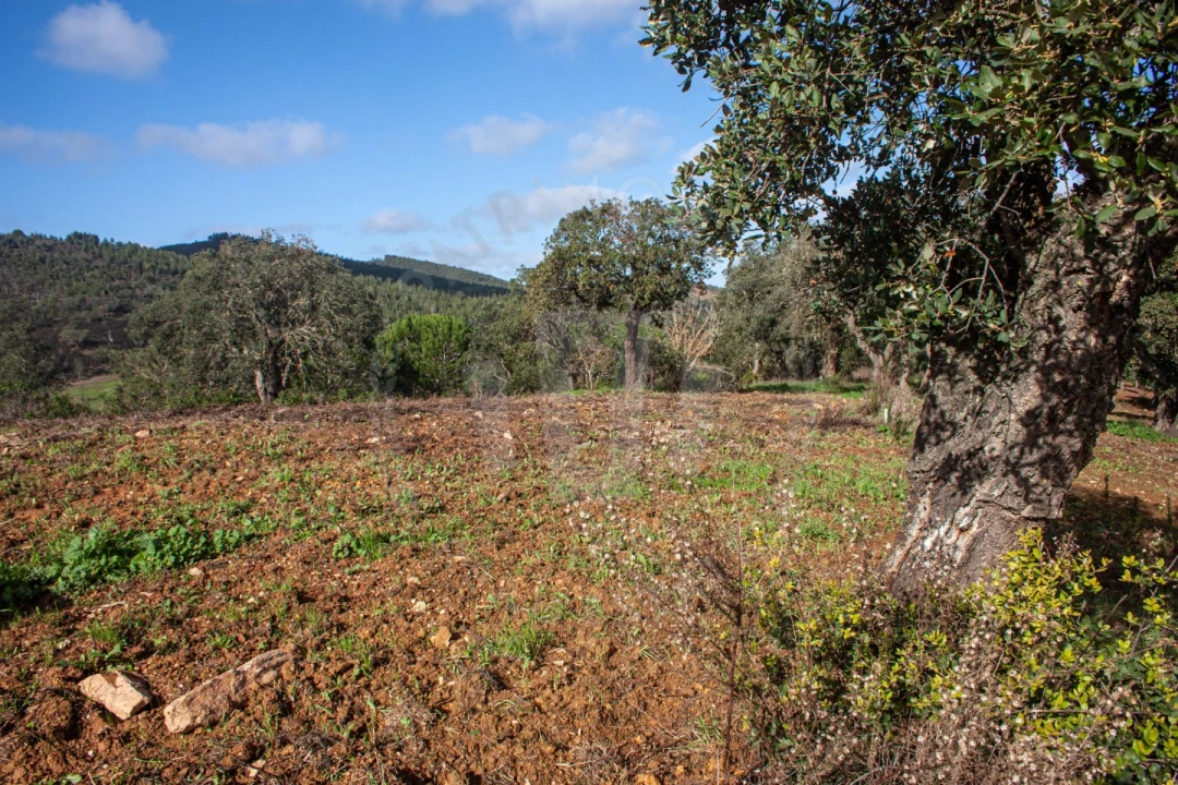 Quinta para Venda em São Luis Foto 6