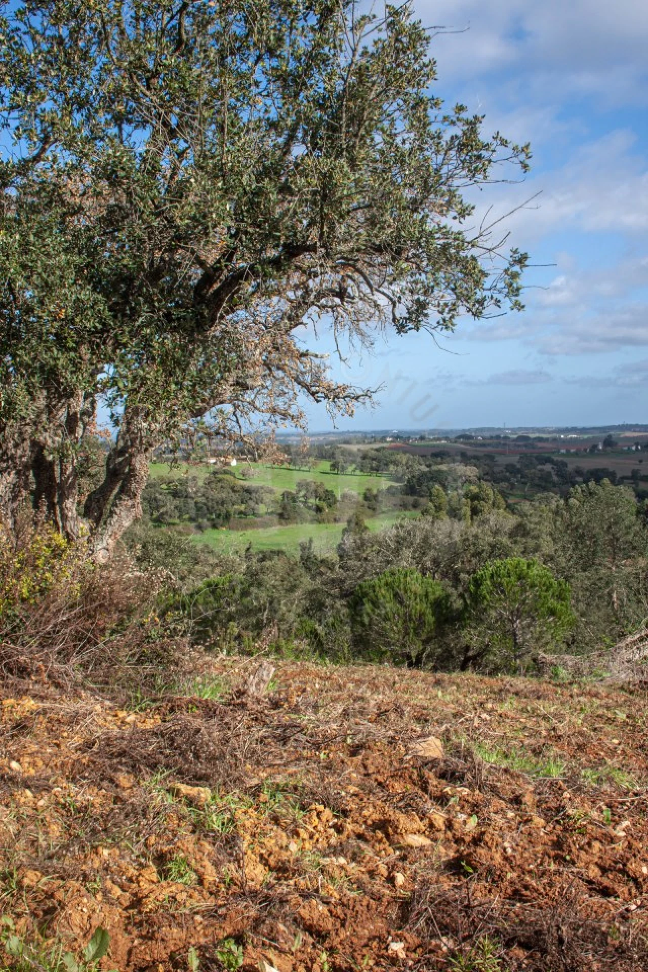Quinta para Venda em São Luis Foto 13