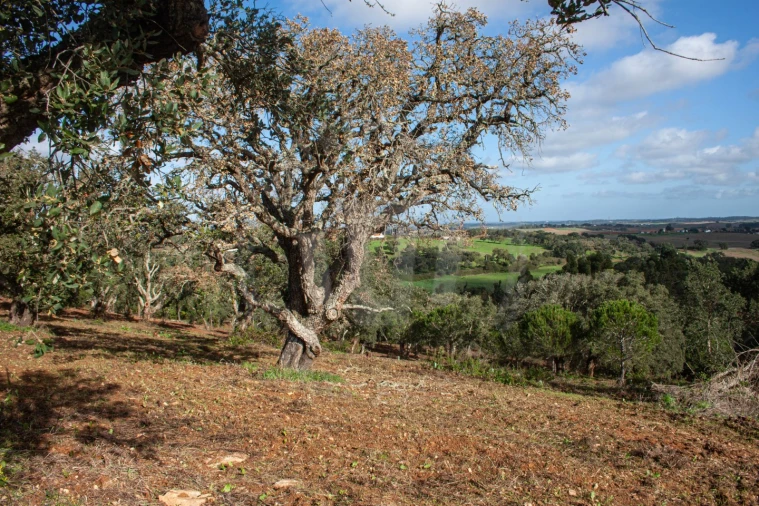 Quinta para Venda em São Luis Foto 1