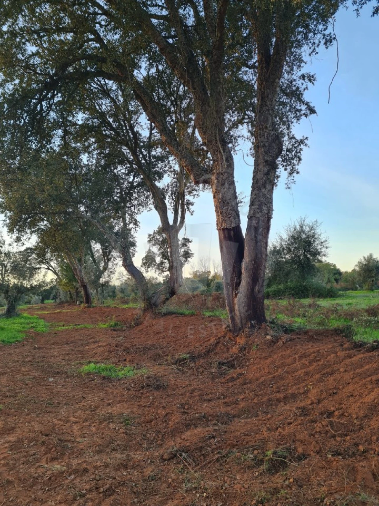Quinta para Venda em Cercal Foto 21