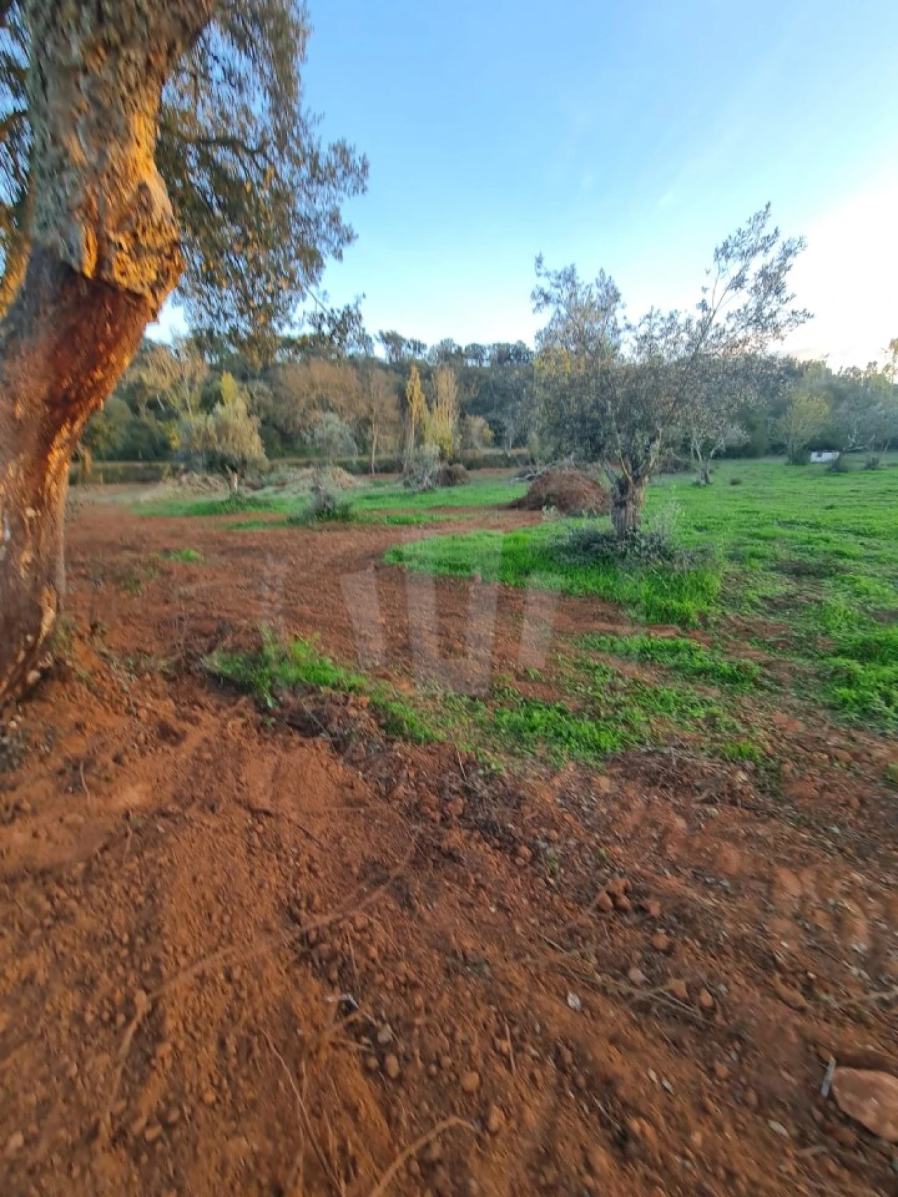 Quinta para Venda em Cercal Foto 25