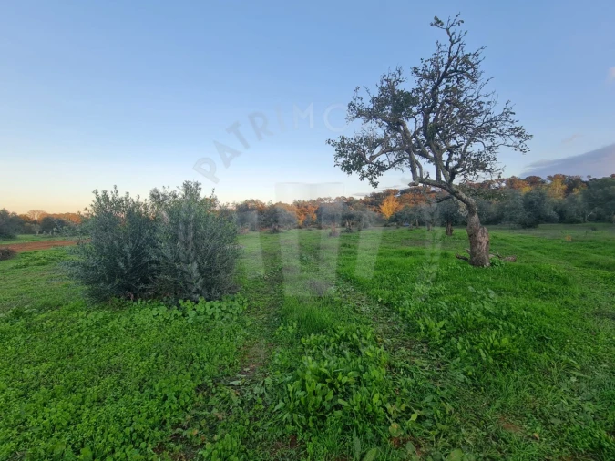 Quinta para Venda em Cercal Foto 22