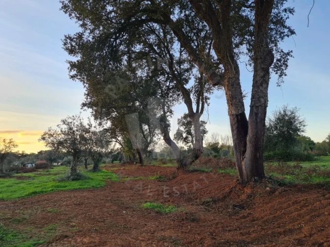 Quinta para Venda em Cercal Foto 23