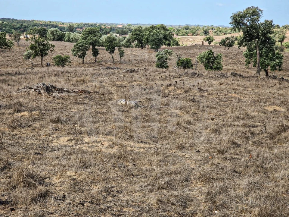 Quinta T1 para Venda em Santiago do Cacém, Santa Cruz e São Bartolomeu da Serra Foto 9