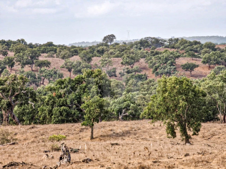 Quinta T1 para Venda em Santiago do Cacém, Santa Cruz e São Bartolomeu da Serra Foto 12